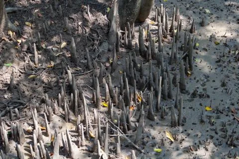Sharp roots of mangrove tree Stock Photos