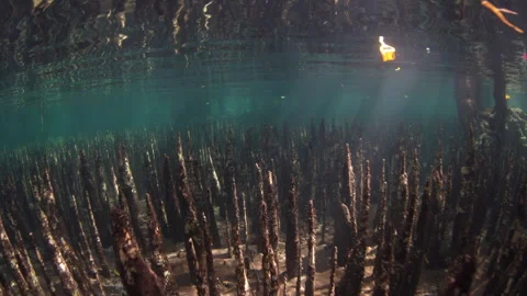 Sharp Roots Rise From the Shallow Seafloor in an Indonesian Mangrove Forest Stock Footage 280368305