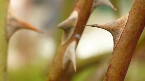 Sharp rose thorns close up. Spikes on the stem of a flower. 스톡 사진