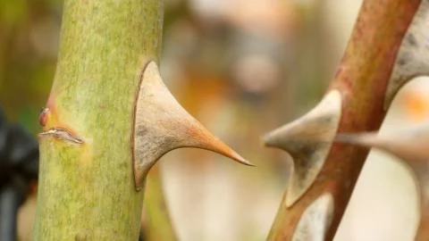 Sharp rose thorns close up. Spikes on the stem of a flower. Stock Photos