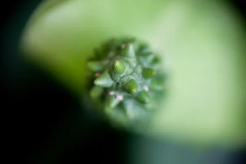 A sharp, selective focus of a Spathiphyllum cochlearispathum flower Stock Photos
