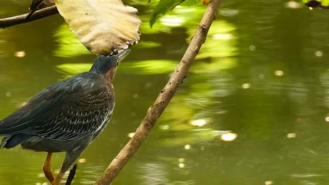 Sharp sequence of beautiful heron shorebird in Panama Video stock 123555086