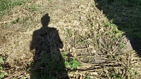 Sharp shadow silhouette of a woman with a high bun on dry, sun-scorched grass Stock Footage 337484134