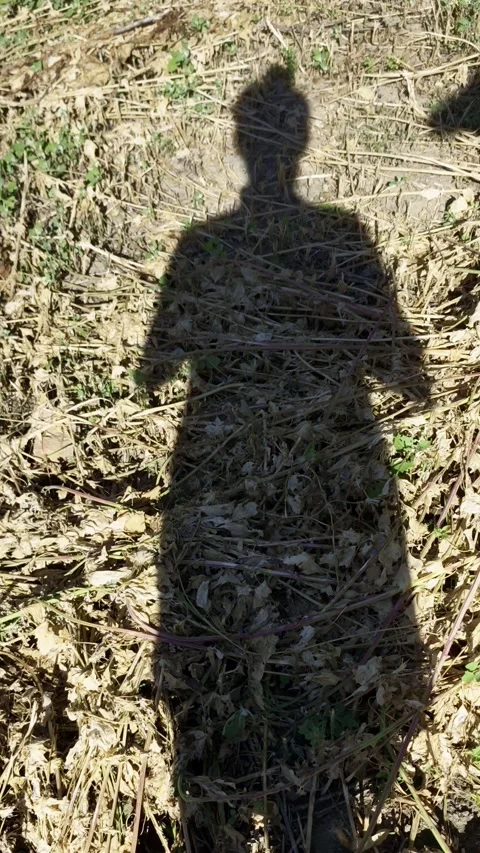 Sharp shadow silhouette of a woman with a high bun on dry, sun-scorched grass Stock Footage 337484155