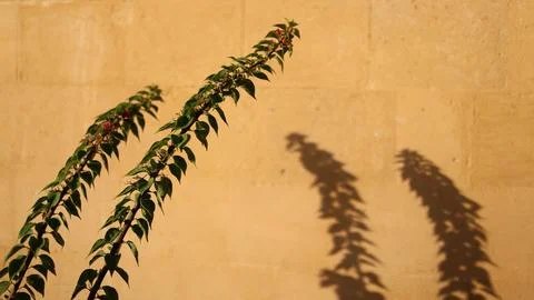 A sharp shadow from a tree on the wall Stock Photos