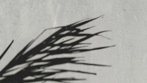 A sharp shadow of a tropical palm leaf cast on a neutral, grainy concrete wall Stock Photos