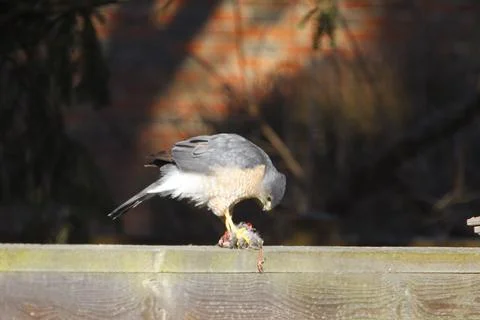 A Sharp-Shinned Hawk Feeding on a small bird on a fence, Ohio Stock Photos