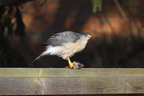 A Sharp-Shinned Hawk Feeding on a small bird on a fence, Ohio Stock Photos