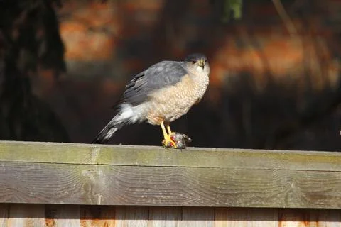 A Sharp-Shinned Hawk Feeding on a small bird on a fence, Ohio Stock Photos