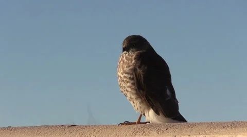 Sharp Shinned Hawk Vídeos de archivo 45423947
