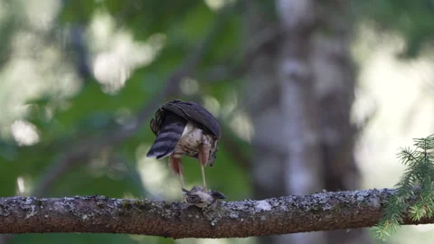 Sharp-Shinned Hawk Stock Footage 285255847