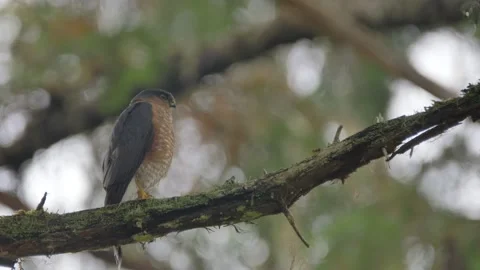 Sharp shinned hawk low angle flies away Stock Footage 165190996