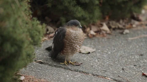 Sharp-shinned hawk on paved sidewalk waiting for garden birds, slommo, 4k Stock-Footage 166324790