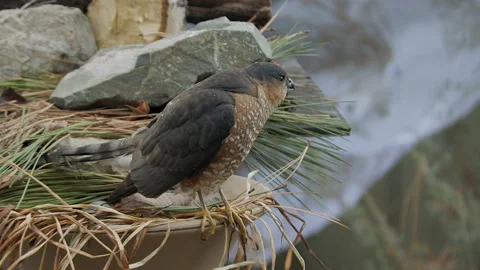 Sharp-shinned hawk, perched awaiting prey, flies off, slomo, 4k Stock Footage 166324650