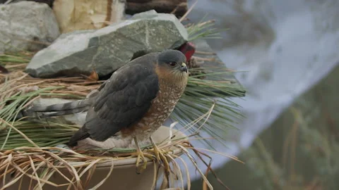 Sharp-shinned hawk perched, searching for prey, slomo,4k Stock Footage 166324851