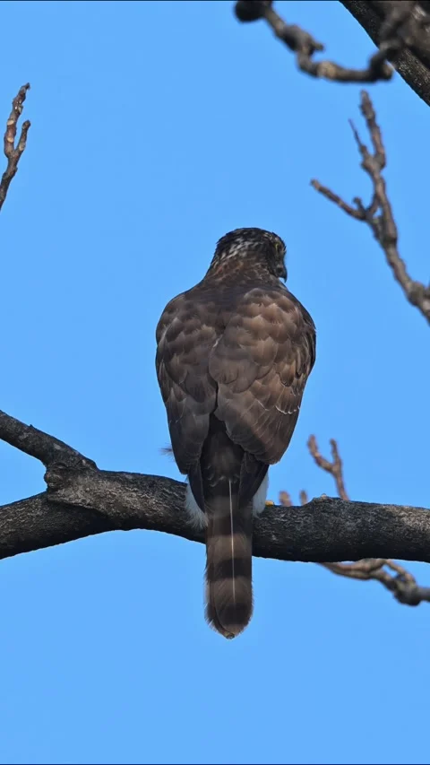 Sharp-shinned Hawk Perched on a Tree Branch Against Clear Blue Sky Video stock 330564836