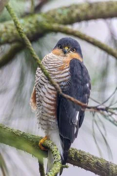 Sharp shinned hawk perching on mossy branch watching 库存照片