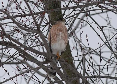 Sharp-shinned hawk Stock Photos
