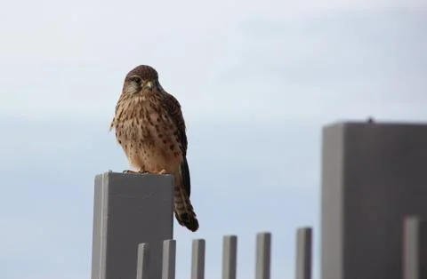 Sharp-shinned Hawk Stock Photos