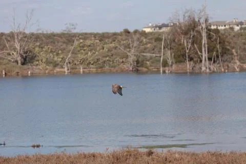 Sharp-shinned hawk Stock-Fotos