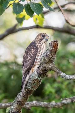 Sharp-shinned Hawk Stock-Fotos