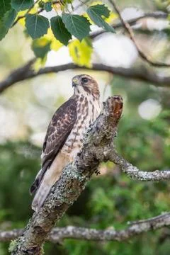 Sharp-shinned Hawk Stock-Fotos