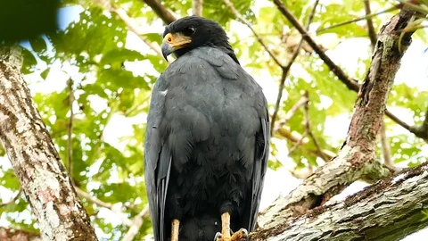 Sharp shot of beautiful common black hawk perched in tree Stock Footage 123568685