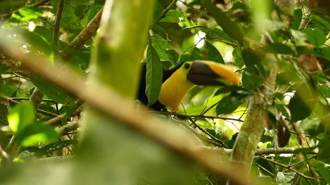 Sharp shot of chestnut mandibled toucan eating berry with bill Stock Footage 123671082