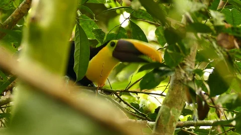 Sharp shot of chestnut mandibled toucan eating berry with bill - HD Video stock 128674540
