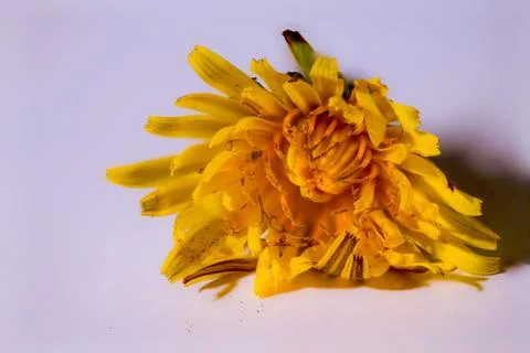 A sharp shot of a flower with a  blurred simple background Stock Photos