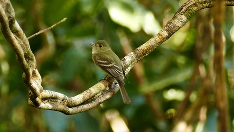 Sharp shot of flycatcher bird flying after prey in tropical jungle Video stock 123554398