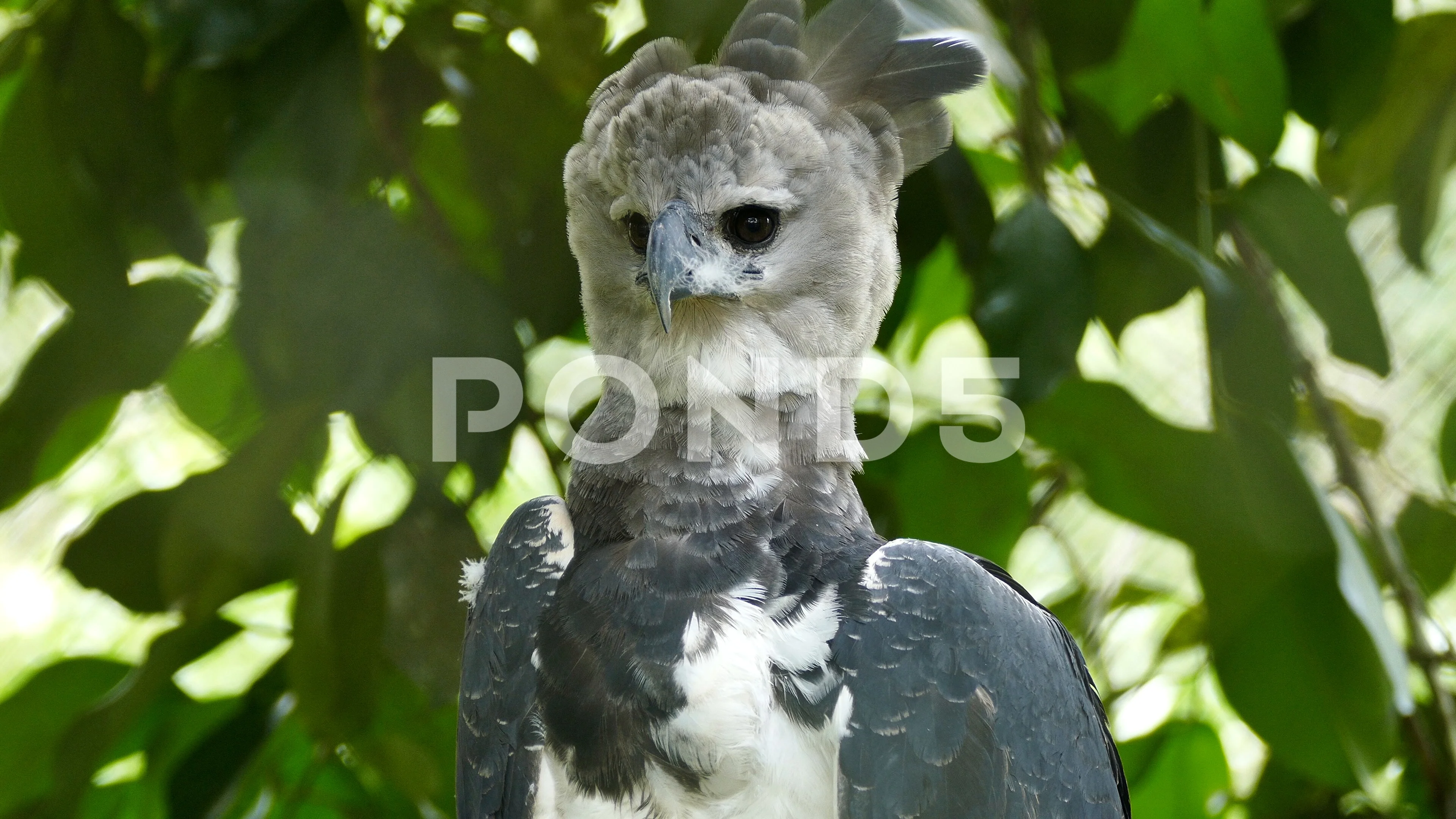 Harpy eagle from my pre drawn stuff. Stoked on how this one turned