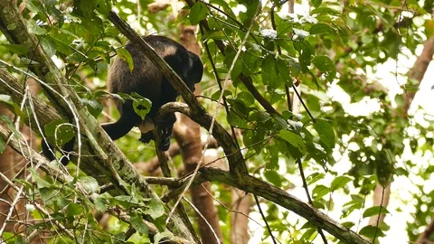 Sharp shot of howler monkey on branch with blurry background Stock Footage 123552344