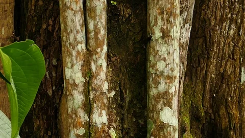 Sharp shot of large tropical tree with small lizard and wind blowing Video stock 123555998