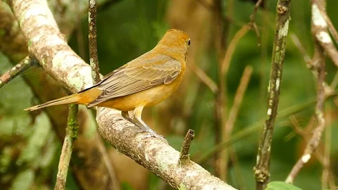 Sharp shot of pretty female summer tanager perched on branch Stock Footage 123551968