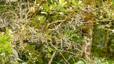 Sharp shot of rare bird collared redstart on blurry background Stock Footage 126808896