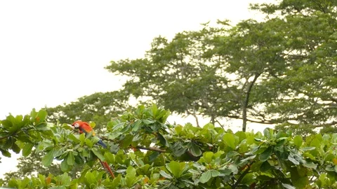 Sharp shot of Scarlet Macaw perched atop low tree during feeding time Stock-Footage 95601631