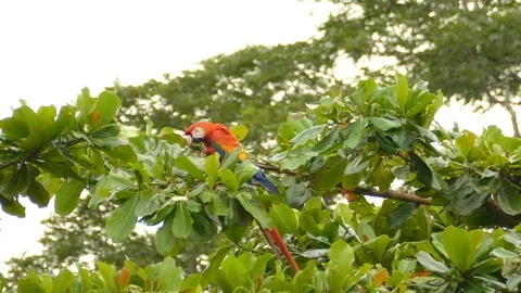 Sharp shot of Scarlet Macaw perched atop low tree during feeding time - 24fps Stock-Footage 104125446