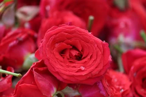 A sharp shot of a single rose flower on flower basket in street market Stock Photos