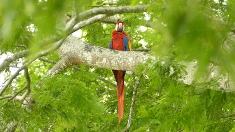 Sharp shot of single Scarlet Macaw bird looking down at the camera Stock-Footage 95604352