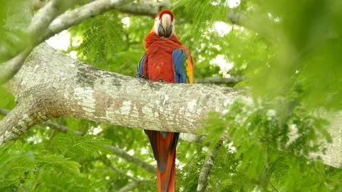 Sharp shot of single Scarlet Macaw bird looking down at the camera - 24fps 1080p Stock Footage 104123046