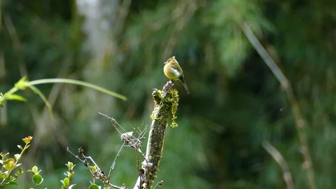 Sharp shot of tufted flycatcher perched atop single dead branch Stock Footage 126813743