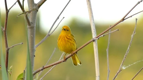 Sharp shot of Yellow Warbler vocalising on blury forest background - HD 1080p Stock Footage 91285523