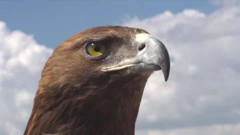 Sharp-Sighted Bird of Prey HD Pro Stock Footage 259388859