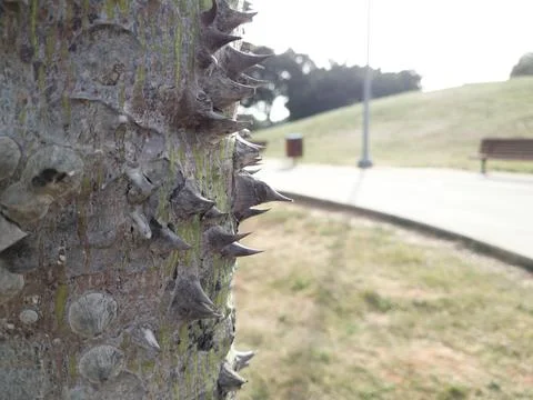 Sharp Spikes of a Tree in Park Edith Wolfson, Tel Aviv, Israel Stock Photos