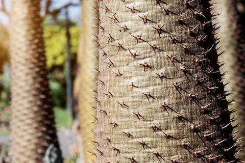 The sharp spikes of trees. Stock Photos
