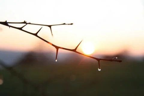 Sharp spiky twig with bright sunset Stock Photos