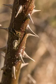 Sharp spines on a big dry branch Stock Photos