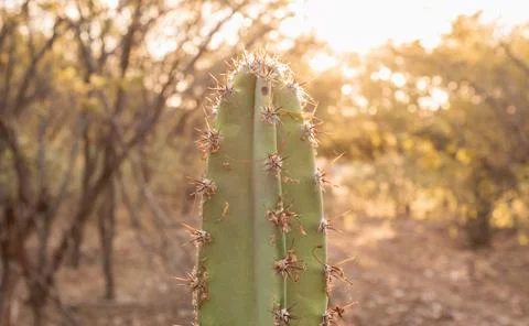 Sharp spines of a desert cactus bathed in warm golden hour light against a .. Foto stock