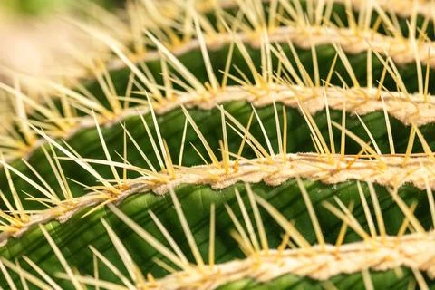 Sharp Spines On The Ribs Stock Photos